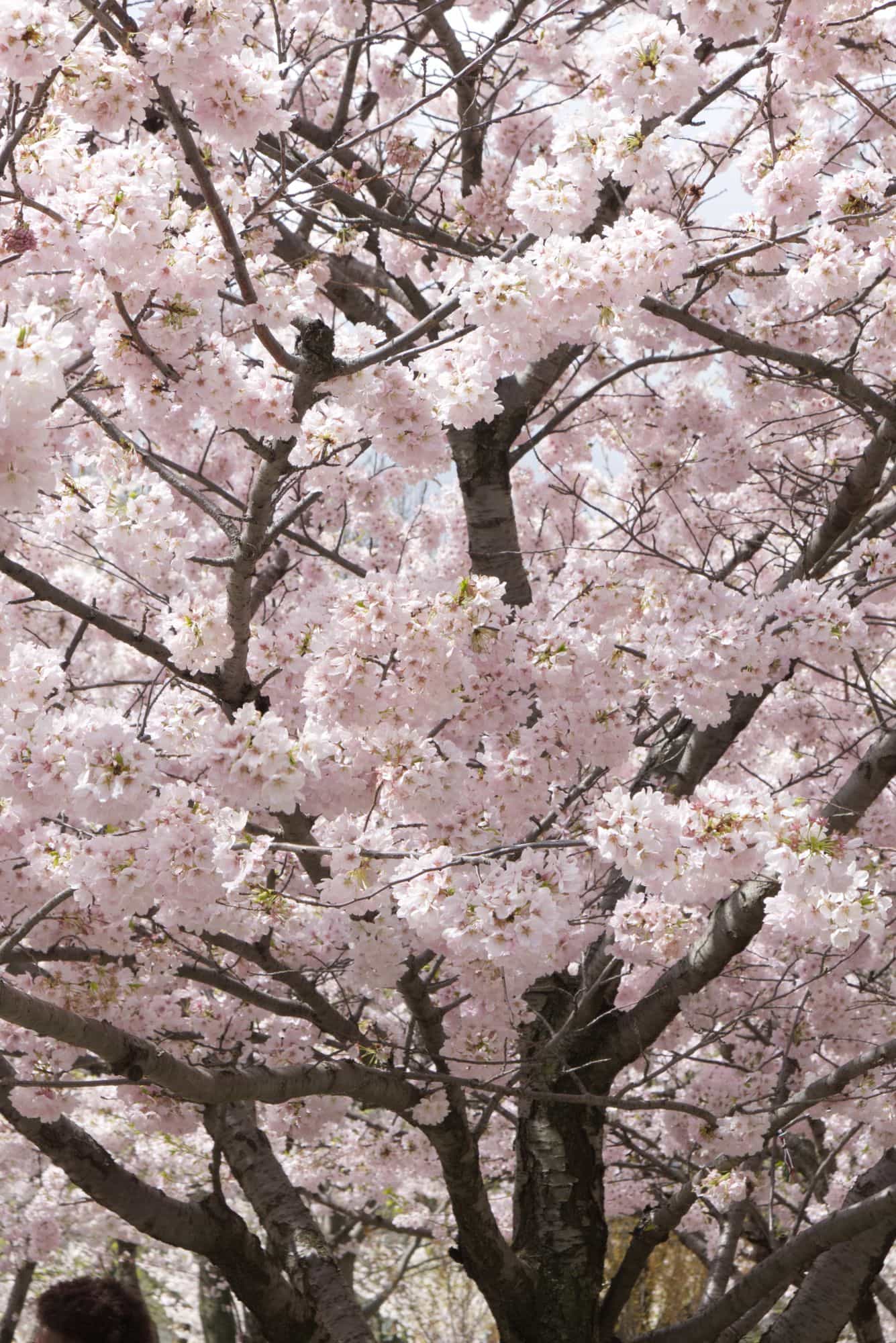 Cherry Blossom
