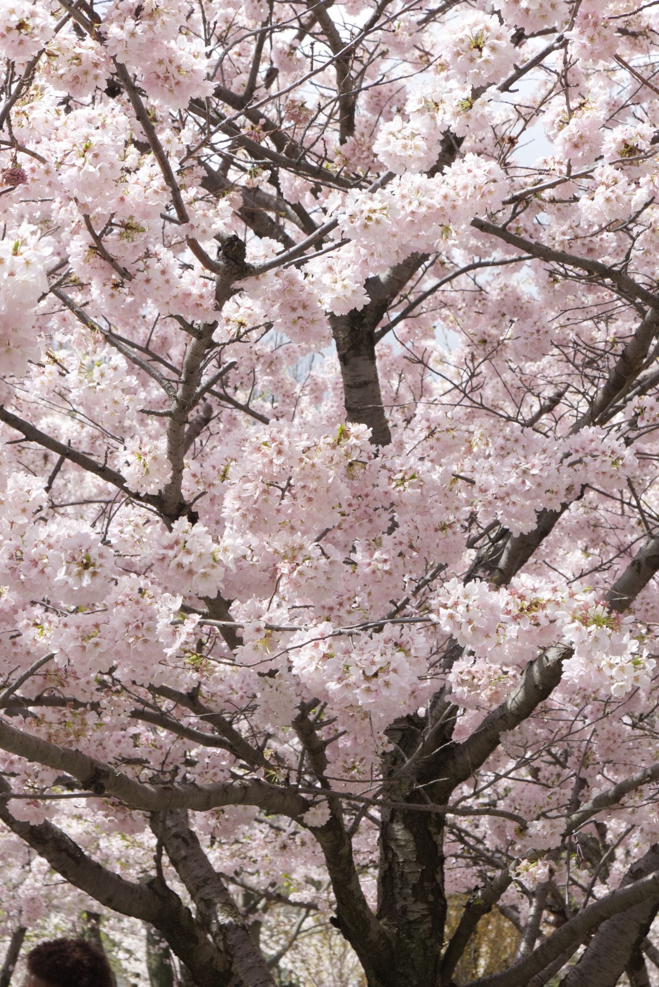 Cherry Blossom